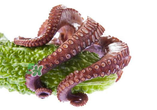 八爪魚什么季節(jié)最好吃？八爪魚什么時候有籽？