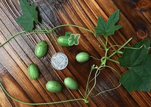 拇指西瓜多少錢一斤？拇指西瓜一口能吃幾個？