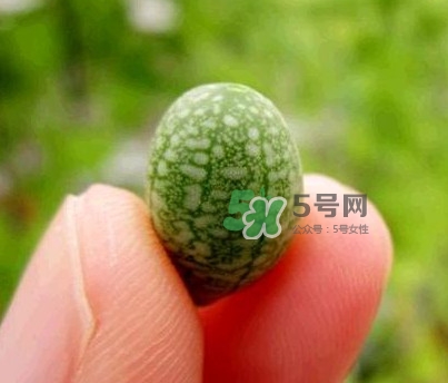 拇指西瓜什么時候上市？拇指西瓜什么時候成熟