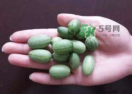 拇指西瓜怎么種？拇指西瓜為什么那么小