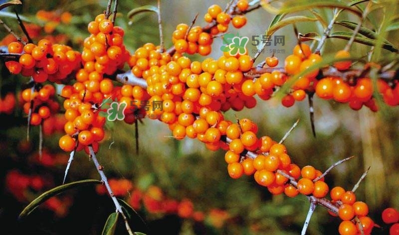 沙棘是什么？沙棘的功效與作用