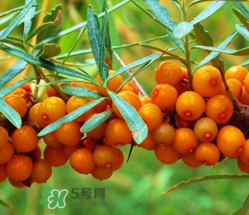 沙棘怎么吃？沙棘果的食用禁忌