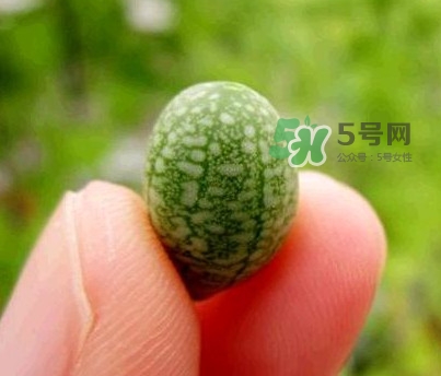 æ‹‡æŒ‡è¥¿ç“œæ€Žä¹ˆåƒï¼Ÿæ‹‡æŒ‡è¥¿ç“œå¥½åƒå—Ž