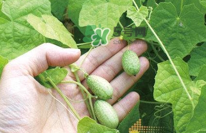 拇指西瓜什么時候上市？拇指西瓜什么時候成熟