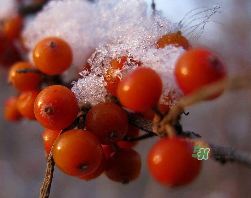 沙棘怎么吃？沙棘果的食用禁忌