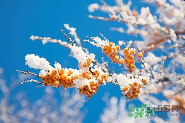 沙棘是什么？沙棘的功效與作用