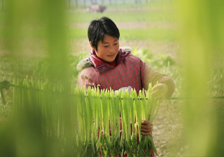 貢菜怎么保存？曬干的貢菜怎么泡發(fā)