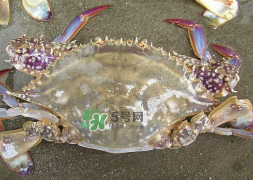 梭子蟹養(yǎng)殖的嗎？梭子蟹養(yǎng)殖和野生的區(qū)別