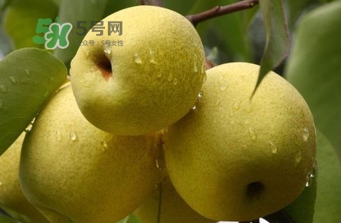 梨子多少錢一斤？皇冠梨多少錢一斤？