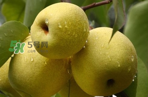 梨子有公母之分嗎？梨子怎么分辨公母