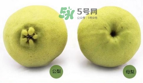 梨子有公母之分嗎？梨子怎么分辨公母