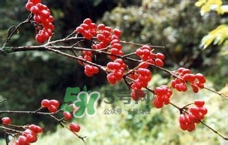 怎么看男人腎好不好？男人腎虛吃什么調(diào)理？