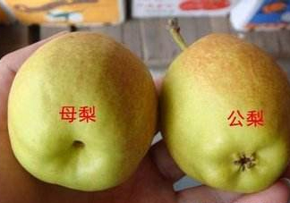 梨子有公母之分嗎？梨子怎么分辨公母