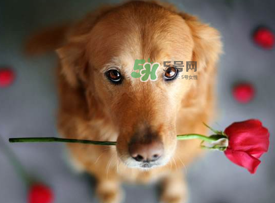 七夕可以提前送花嗎？七夕節(jié)提前幾天送花好？