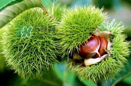 哪里產(chǎn)的板栗最好吃？板栗怎么挑選