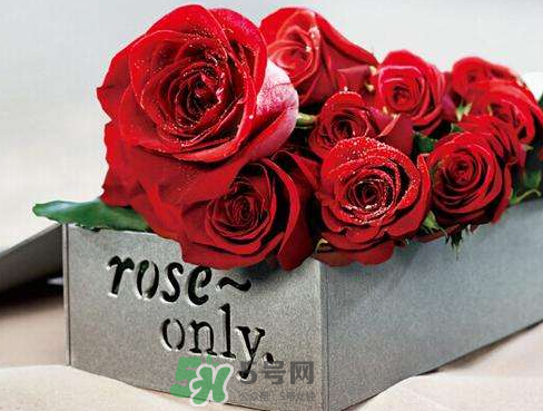 roseonly怎么樣？roseonly好看嗎？