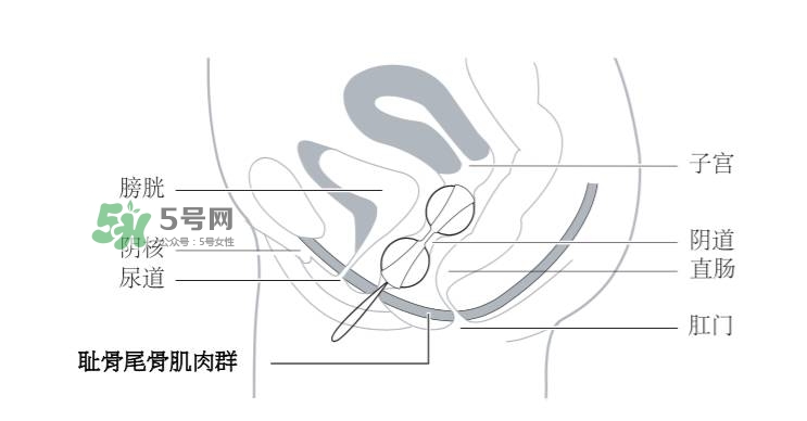 lelo露娜球如何使用方法？露娜球使用感受