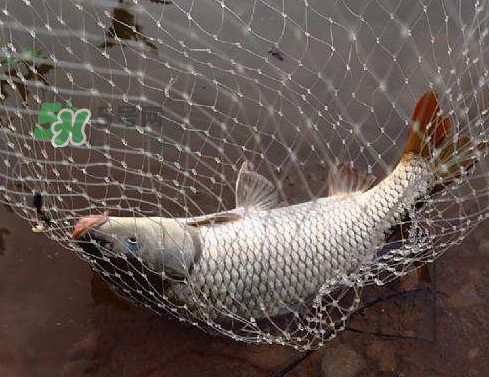 八月份釣魚用什么料好？八月份釣什么魚？