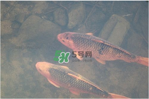 八月份釣魚用什么料好？八月份釣什么魚？