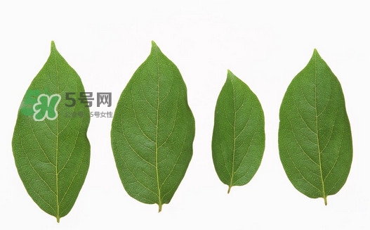 柿子葉能治胃病嗎？柿子葉什么時候采最好