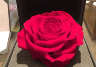 roseonly怎么看真假？roseonly真假對(duì)比