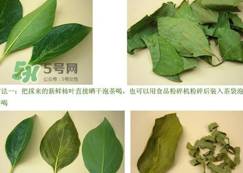 柿子葉能治胃病嗎？柿子葉什么時候采最好
