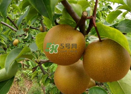 豐水梨產(chǎn)地在哪里？豐水梨是哪里產(chǎn)的？