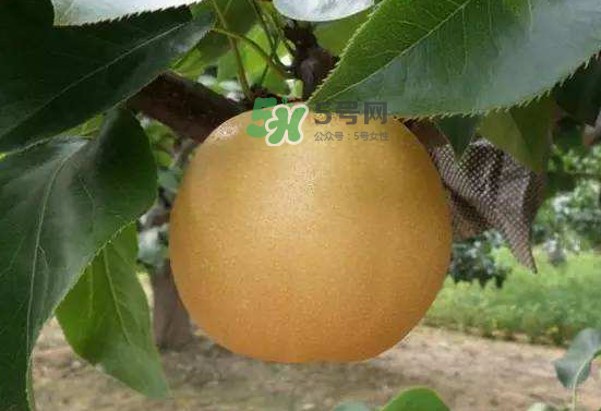 豐水梨什么時(shí)候上市？豐水梨幾月份成熟？