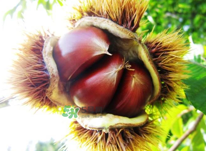 板栗能補(bǔ)腎嗎？板栗補(bǔ)腎陰還是腎陽(yáng)？