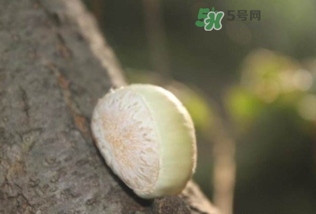 嫩板栗怎么保存？嫩板栗保存方法