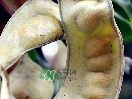 皂角米可以直接煮嗎？皂角米和什么一起煮好