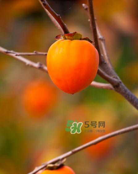 脆柿子好吃還是軟柿子好吃？脆柿子和軟柿子哪個(gè)好吃？