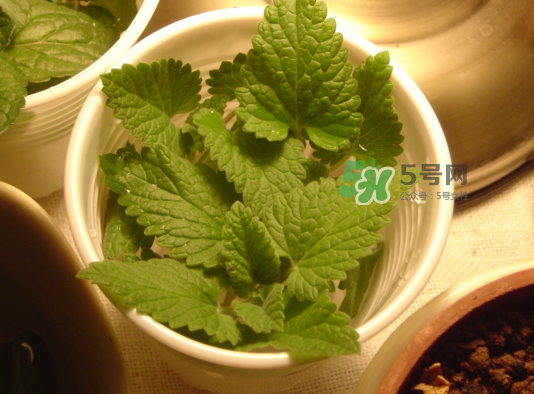 貓薄荷人能吃嗎？貓薄荷能吃嗎？