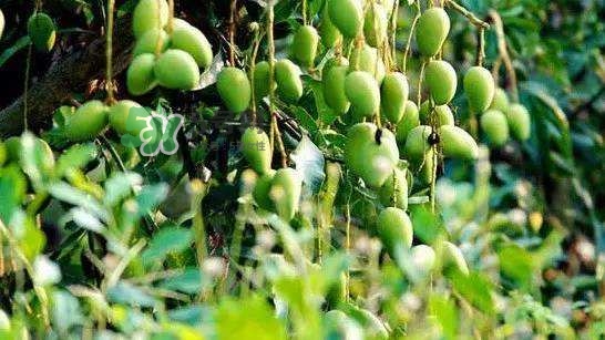 孕晚期能吃芒果嗎？孕晚期吃了很多芒果對胎兒好嗎？