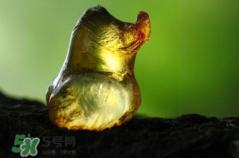桃膠是發(fā)物嗎？桃膠是中藥嗎