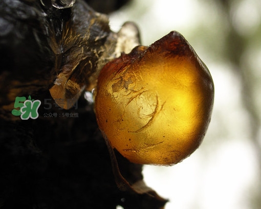 桃膠什么顏色的好？桃膠顏色深色好還是淺色好