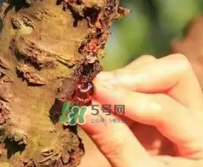 桃膠是桃樹上的膠嗎？桃膠是什么味道
