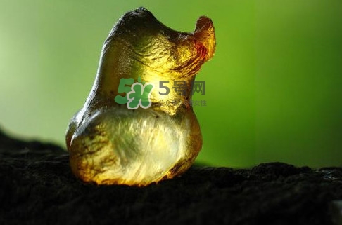 桃膠幾月份可以采摘？桃膠幾歲小孩能吃