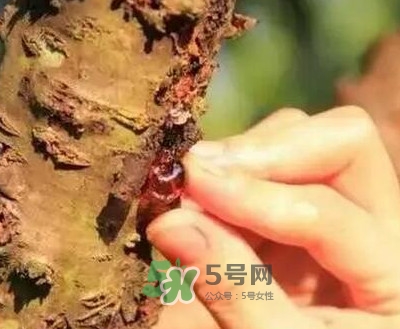 桃膠適合什么人吃？吃桃膠會(huì)上火嗎？