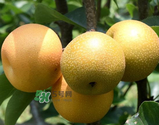 豐水梨和雪梨哪個(gè)好？豐水梨和雪梨的區(qū)別