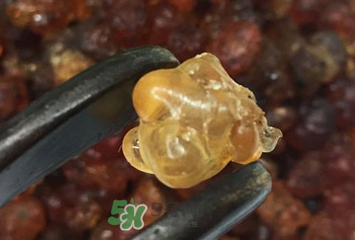桃膠幾月份可以采摘？桃膠幾歲小孩能吃