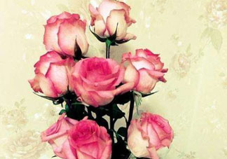 roseonly怎么讀？roseonly怎么讀在線讀？