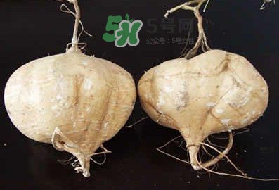 涼薯是什么東西？涼薯是地瓜嗎？
