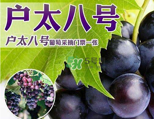 戶太八號多少錢一斤？戶太八號為什么在全國很有名？