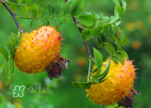 刺梨怎么吃？刺梨正確吃法