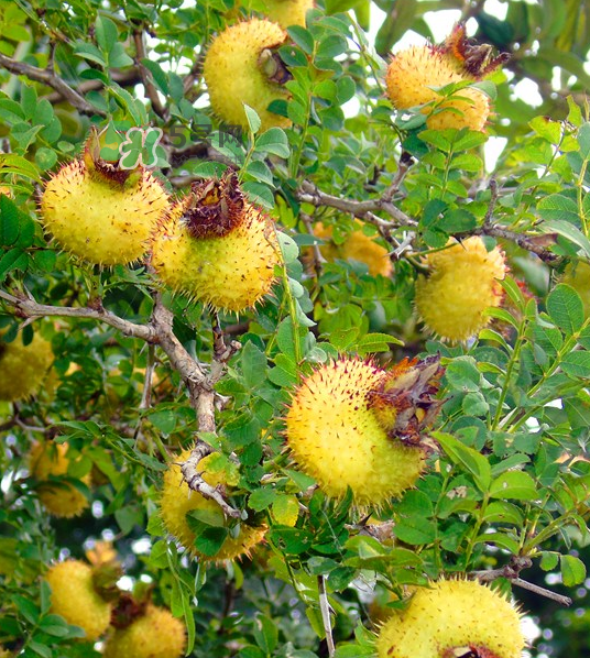 刺梨泡茶能經(jīng)常喝嗎？刺梨泡水喝禁忌多