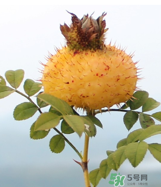 刺梨泡茶能經(jīng)常喝嗎？刺梨泡水喝禁忌多