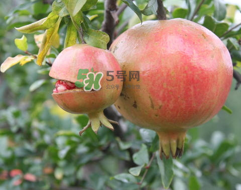 石榴為什么會爛？石榴怎么存放不會爛？