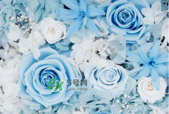 野獸派永生花會(huì)死嗎？野獸派永生花是什么？