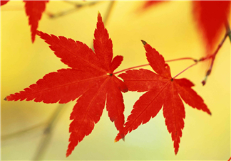 立秋后喝什么茶好？立秋后喝什么茶養(yǎng)生？